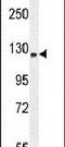 Transport And Golgi Organization 6 Homolog antibody, PA5-24500, Invitrogen Antibodies, Western Blot image 