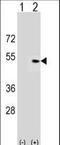 Pleckstrin Homology Domain Containing A1 antibody, LS-C158677, Lifespan Biosciences, Western Blot image 