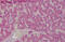 Glutathione S-Transferase Mu 1 antibody, MBS244759, MyBioSource, Immunohistochemistry frozen image 