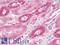 Activating Transcription Factor 3 antibody, LS-B10558, Lifespan Biosciences, Immunohistochemistry paraffin image 