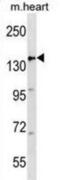 APC Regulator Of WNT Signaling Pathway antibody, abx030900, Abbexa, Western Blot image 