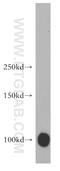 Mitogen-Activated Protein Kinase Kinase Kinase Kinase 3 antibody, 14702-1-AP, Proteintech Group, Western Blot image 