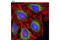 Calumenin antibody, 11991S, Cell Signaling Technology, Immunofluorescence image 
