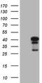 Neuroguidin antibody, TA808856S, Origene, Western Blot image 