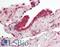 Ribonuclease/Angiogenin Inhibitor 1 antibody, LS-B11534, Lifespan Biosciences, Immunohistochemistry paraffin image 