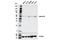 Ephrin B1 antibody, 18793S, Cell Signaling Technology, Western Blot image 