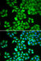 Rho GDP Dissociation Inhibitor Alpha antibody, 15-006, ProSci, Immunofluorescence image 