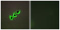 DLC1 Rho GTPase Activating Protein antibody, abx013765, Abbexa, Western Blot image 