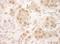 Nuclear cap-binding protein subunit 2 antibody, A302-552A, Bethyl Labs, Immunohistochemistry frozen image 