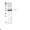 Interleukin 12B antibody, LS-C813879, Lifespan Biosciences, Western Blot image 