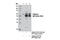 Catalase antibody, 12980S, Cell Signaling Technology, Immunoprecipitation image 