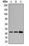 Kininogen 1 antibody, orb412021, Biorbyt, Western Blot image 