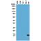 Histone Cluster 4 H4 antibody, GTX60913, GeneTex, Western Blot image 