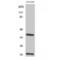 T-cell receptor beta chain V region 86T1 antibody, LS-C386357, Lifespan Biosciences, Western Blot image 