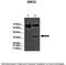 Methyl-CpG Binding Domain Protein 2 antibody, TA330566, Origene, Western Blot image 