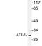 Activating Transcription Factor 1 antibody, LS-C177751, Lifespan Biosciences, Western Blot image 