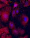 Glycerophosphodiester Phosphodiesterase Domain Containing 2 antibody, MAB7026, R&D Systems, Immunofluorescence image 