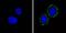 Insulin Receptor antibody, AHR0231, Invitrogen Antibodies, Immunofluorescence image 