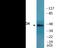 WW Domain Containing Oxidoreductase antibody, EKC2601, Boster Biological Technology, Western Blot image 