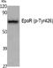 Erythropoietin Receptor antibody, PA5-40305, Invitrogen Antibodies, Western Blot image 