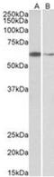 Ariadne RBR E3 Ubiquitin Protein Ligase 2 antibody, NB100-1163, Novus Biologicals, Western Blot image 