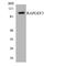Rap Guanine Nucleotide Exchange Factor 3 antibody, LS-C200566, Lifespan Biosciences, Western Blot image 