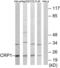 Cysteine And Glycine Rich Protein 1 antibody, abx013427, Abbexa, Western Blot image 