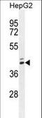 MEF2 Activating Motif And SAP Domain Containing Transcriptional Regulator antibody, LS-C163981, Lifespan Biosciences, Western Blot image 