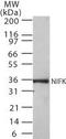 Nucleolar Protein Interacting With The FHA Domain Of MKI67 antibody, MA1-41143, Invitrogen Antibodies, Western Blot image 