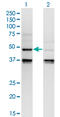 Caspase 4 antibody, LS-C196818, Lifespan Biosciences, Western Blot image 