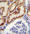 Glycine Amidinotransferase antibody, 55-181, ProSci, Immunohistochemistry frozen image 