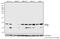 Histone Cluster 4 H4 antibody, 710829, Invitrogen Antibodies, Western Blot image 