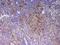 Inducible T Cell Costimulator antibody, PA5-79432, Invitrogen Antibodies, Immunohistochemistry paraffin image 