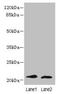 Leucine Rich Repeat Containing 20 antibody, CSB-PA823454LA01HU, Cusabio, Western Blot image 
