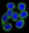 ATP Binding Cassette Subfamily G Member 1 antibody, abx032853, Abbexa, Immunofluorescence image 