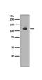 Neuropilin 1 antibody, M01324, Boster Biological Technology, Western Blot image 