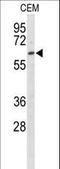 EH Domain Containing 3 antibody, LS-C100664, Lifespan Biosciences, Western Blot image 