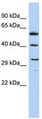 C1q And TNF Related 7 antibody, TA340209, Origene, Western Blot image 