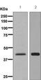 Adiponectin Receptor 1 antibody, ab126611, Abcam, Western Blot image 