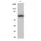 Paxillin antibody, LS-C385385, Lifespan Biosciences, Western Blot image 