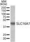 Solute Carrier Family 16 Member 7 antibody, NB300-877, Novus Biologicals, Western Blot image 