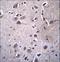 BRI antibody, LS-C165337, Lifespan Biosciences, Immunohistochemistry frozen image 