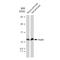 Insulin antibody, GTX02826, GeneTex, Western Blot image 