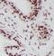 RNA Binding Motif Protein 15 antibody, FNab07163, FineTest, Immunohistochemistry paraffin image 