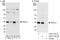 Transformer 2 Alpha Homolog antibody, A303-779A, Bethyl Labs, Immunoprecipitation image 