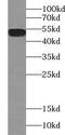 Tubulin Alpha 1a antibody, FNab00082, FineTest, Western Blot image 