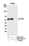 CD27 Molecule antibody, NBP2-78837, Novus Biologicals, Immunoprecipitation image 