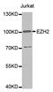 Enhancer Of Zeste 2 Polycomb Repressive Complex 2 Subunit antibody, abx004238, Abbexa, Western Blot image 