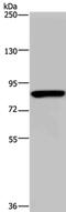 Poly(ADP-Ribose) Polymerase Family Member 8 antibody, PA5-50719, Invitrogen Antibodies, Western Blot image 