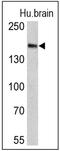 Clathrin Heavy Chain antibody, NB300-613, Novus Biologicals, Western Blot image 